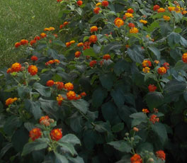 Interventi di Giardinaggio e Taglio dei Prati
