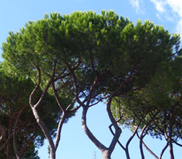 potatura pini, querce, pioppi